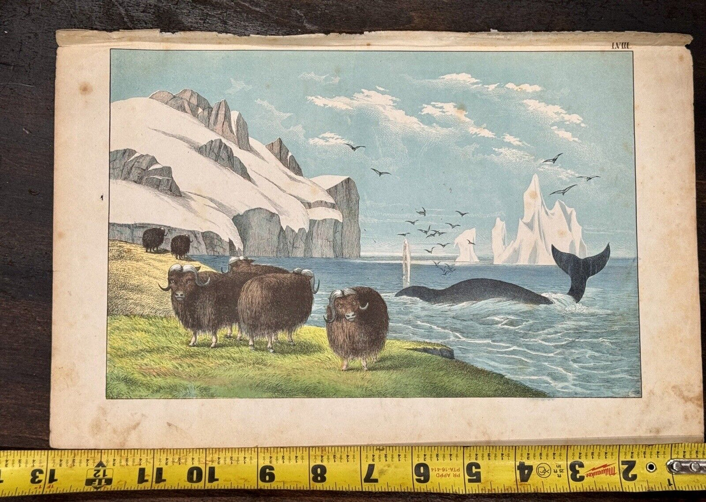 Antique 19th Century Clay Plate Lithograph Ox & Whale Arctic c.1865 JF Schreiber