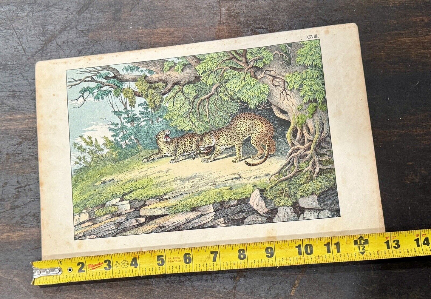 Antique 19th Century Clay Plate Lithograph African Leopards c.1865 JF Schreiber