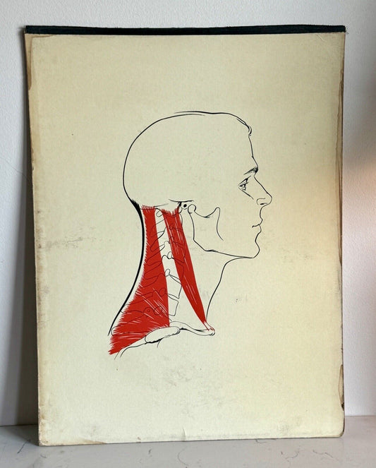 Vintage Mid Century Medical Neck Chart Art