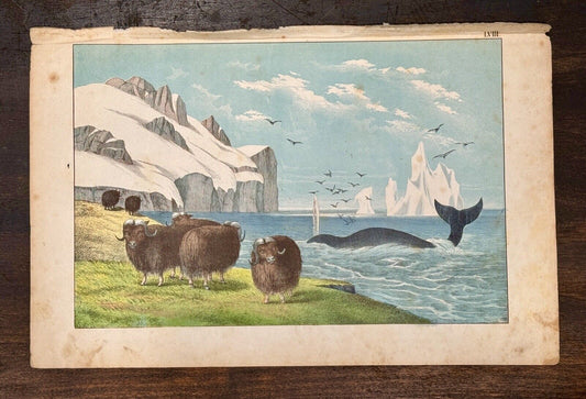 Antique 19th Century Clay Plate Lithograph Ox & Whale Arctic c.1865 JF Schreiber