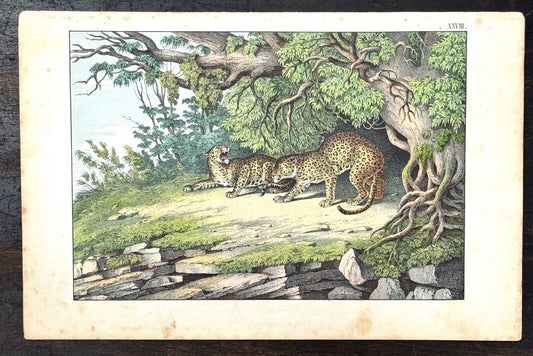Antique 19th Century Clay Plate Lithograph African Leopards c.1865 JF Schreiber
