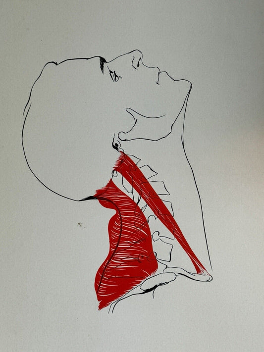 Vintage Mid Century Medical Neck Chart Art