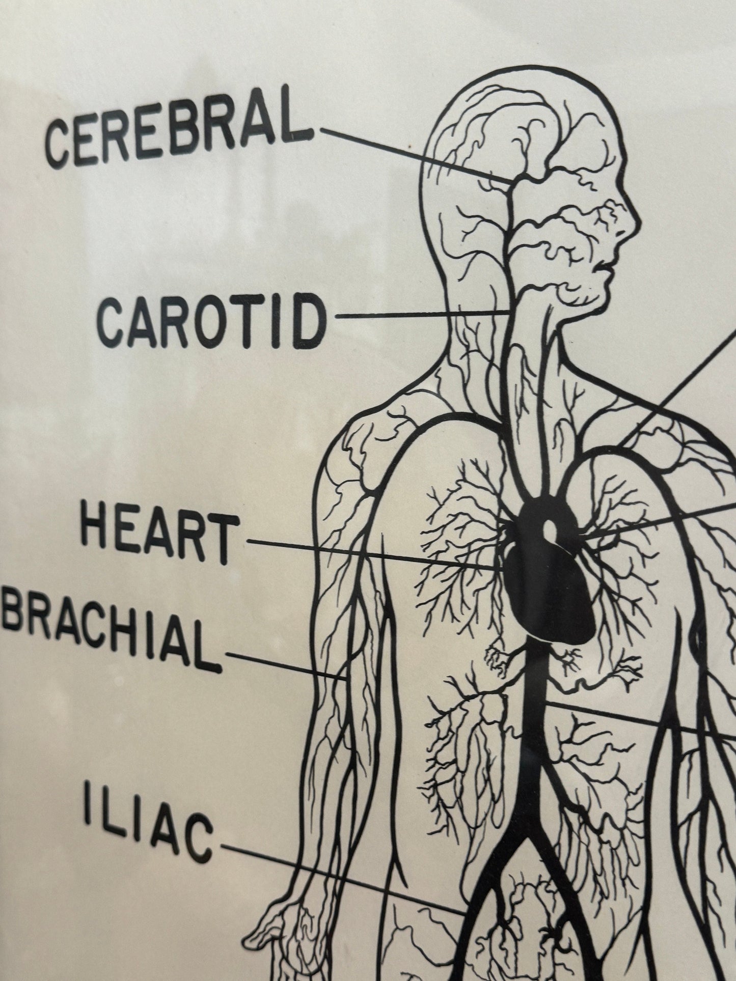 Vintage Mid Century Anatomy Aterial Circulation Medical Framed Poster