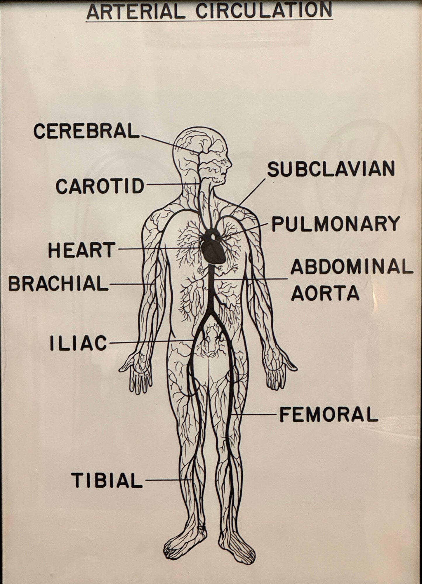 Vintage Mid Century Anatomy Aterial Circulation Medical Framed Poster