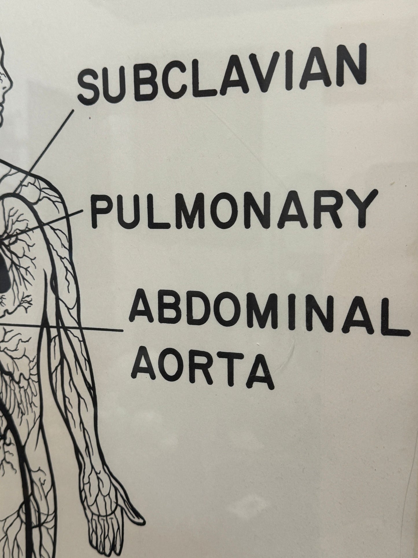 Vintage Mid Century Anatomy Aterial Circulation Medical Framed Poster