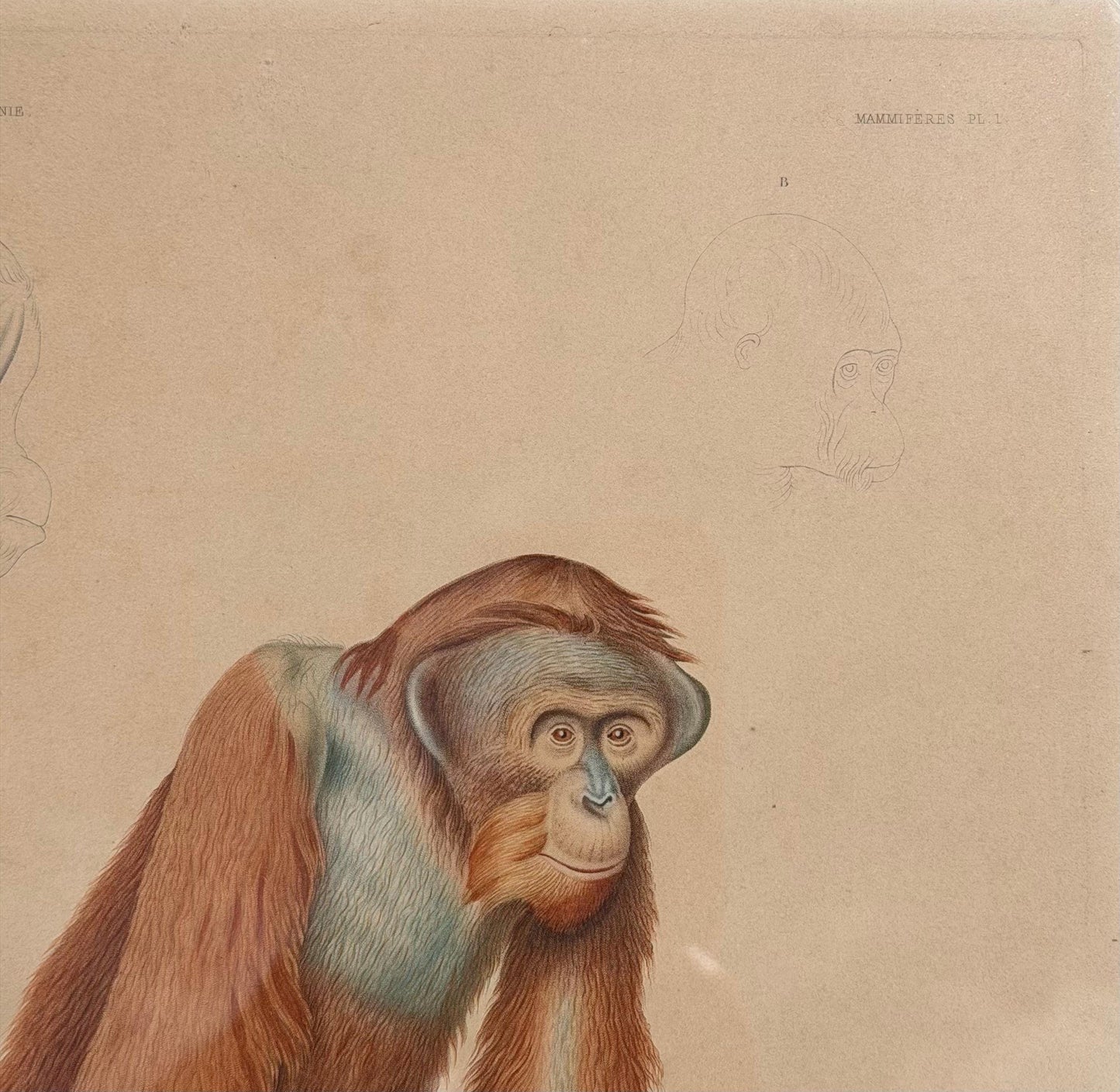 Antique French Orangutan Etching Dumont d’Urville Circa 1800’s Paris