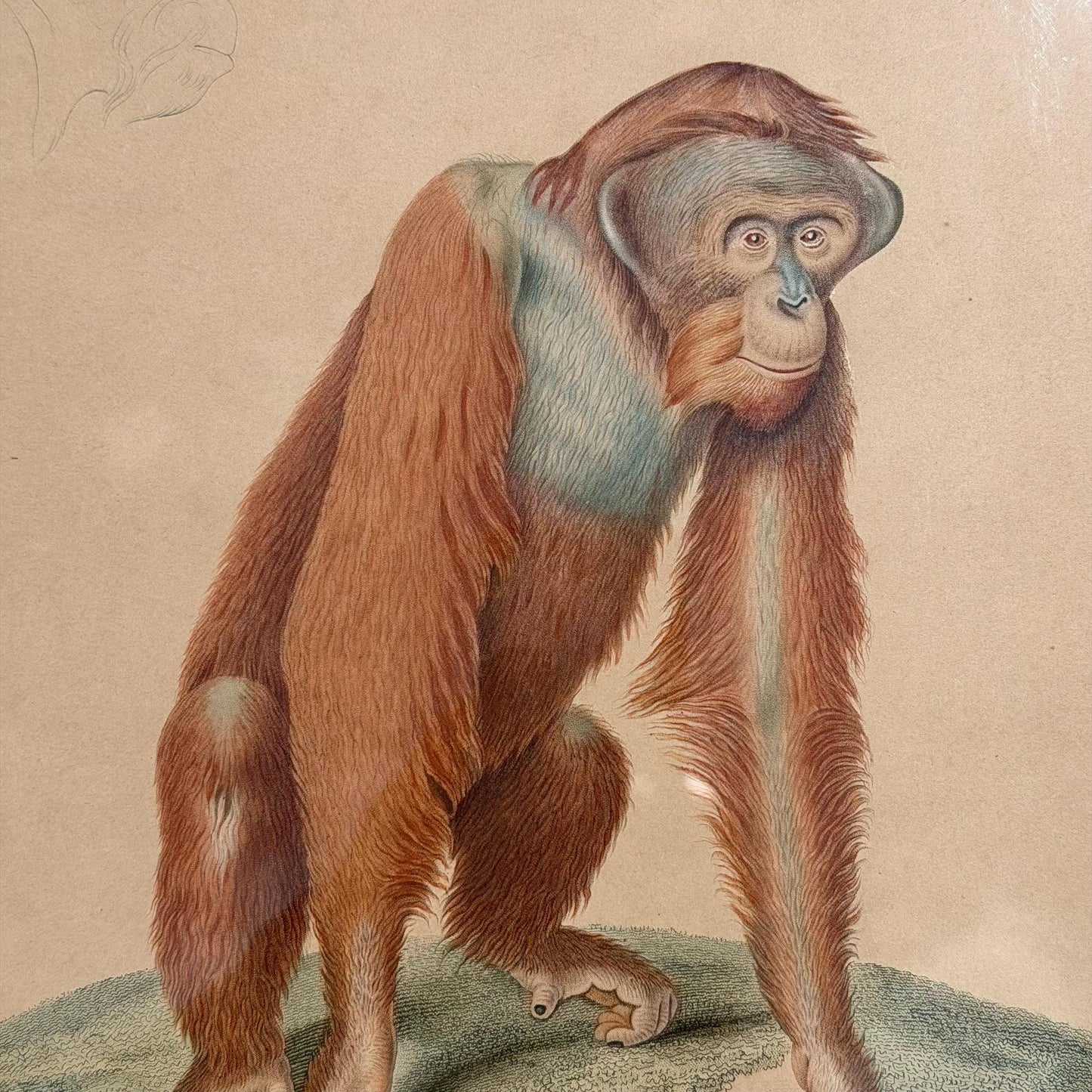 Antique French Orangutan Etching Dumont d’Urville Circa 1800’s Paris