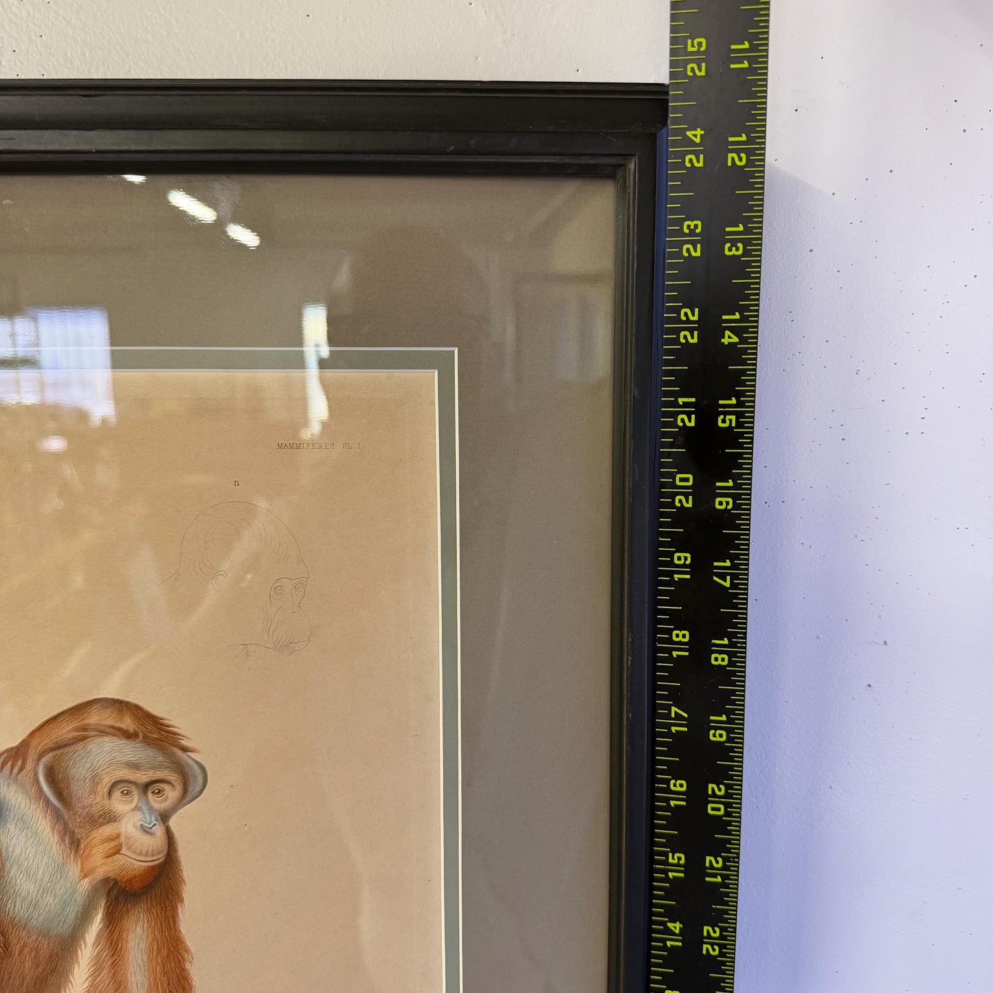 Antique French Orangutan Etching Dumont d’Urville Circa 1800’s Paris