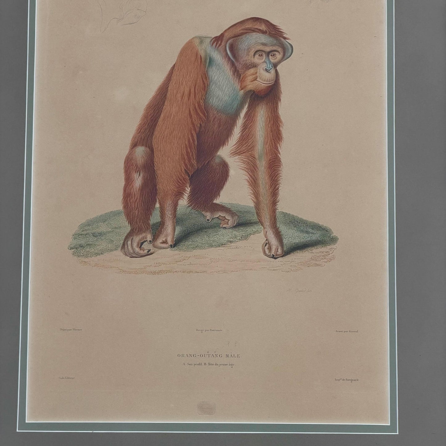 Antique French Orangutan Etching Dumont d’Urville Circa 1800’s Paris
