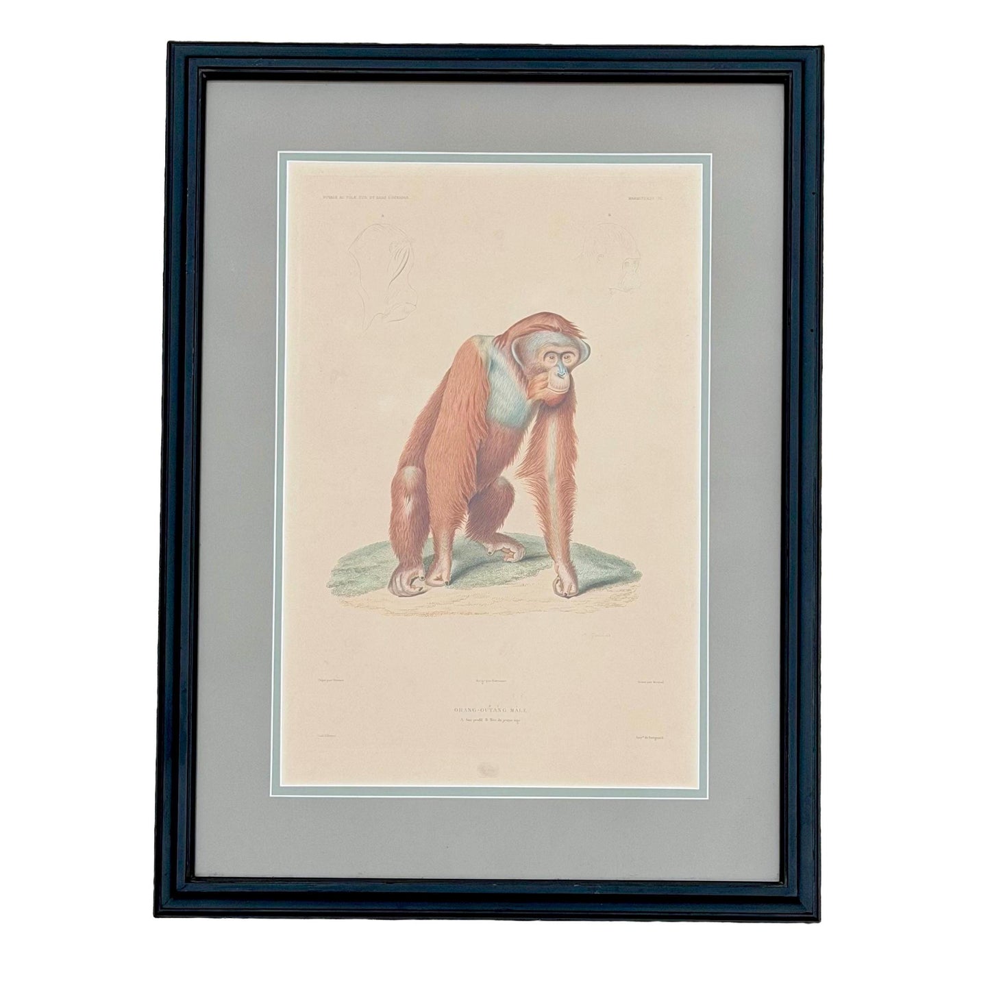 Antique French Orangutan Etching Dumont d’Urville Circa 1800’s Paris