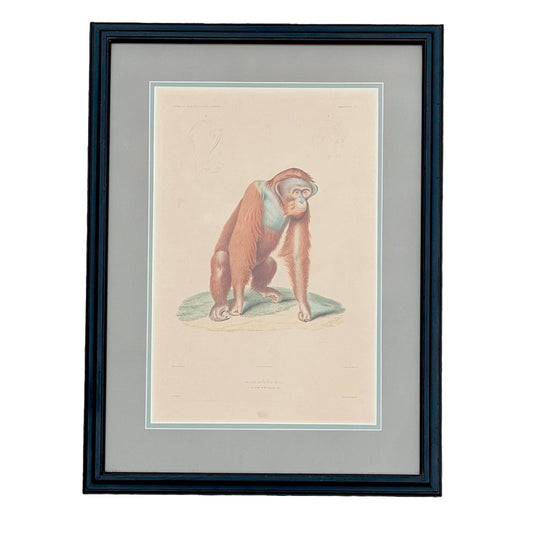Antique French Orangutan Etching Dumont d’Urville Circa 1800’s Paris